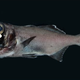Image for article titled These Fish Have Headlights